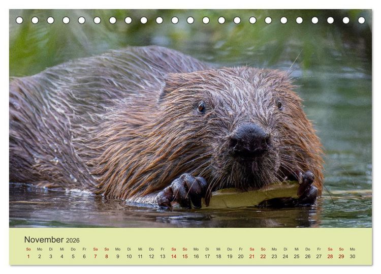 Produktbild: Faszination Biber (Tischkalender 2026 DIN A5 quer), CALVENDO Monatskalender