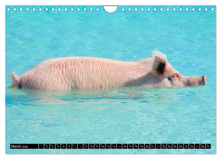 Produktbild: The Swimming Pigs of Bahamas (Wall Calendar 2026 DIN A4 landscape), CALVENDO 12 Month Wall Calendar