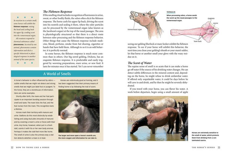 Produktbild: How to Think Like a Horse