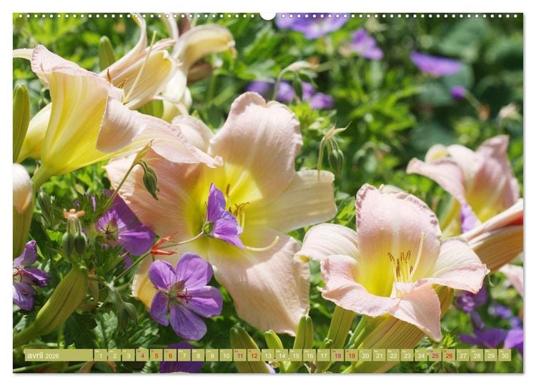 Produktbild: Lys d'un jour (Calendrier mural 2026 DIN A2 vertical), CALVENDO calendrier mensuel
