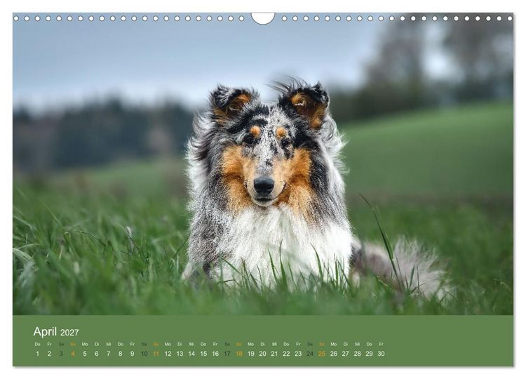 Produktbild: Der Collie der beste Hund der Welt (Wandkalender 2027 DIN A3 quer), CALVENDO Monatskalender