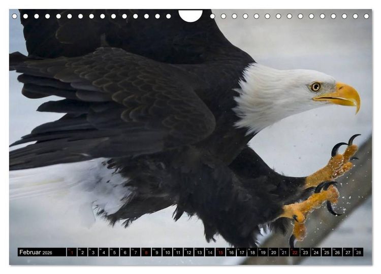 Produktbild: Wei&szlig;kopfseeadler. Symbol der Freiheit (Wandkalender 2026 DIN A4 quer), CALVENDO Monatskalender