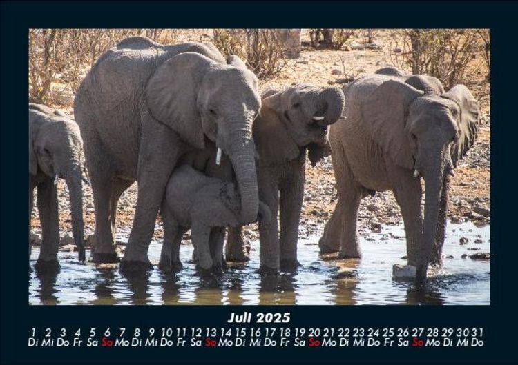 Produktbild: Der Elefantenkalender 2025 Fotokalender DIN A5