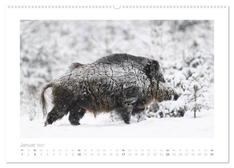 Produktbild: Wildschweine &ndash; Wildlife Fotografien (Wandkalender 2027 DIN A2 quer), CALVENDO Monatskalender