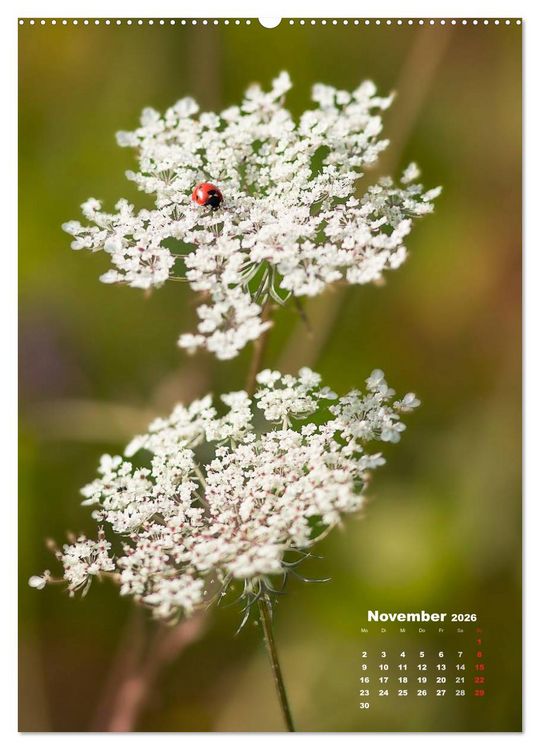 Produktbild: Ein Spaziergang &uuml;ber eine Sommerwiese (Wandkalender 2026 DIN A2 hoch), CALVENDO Monatskalender