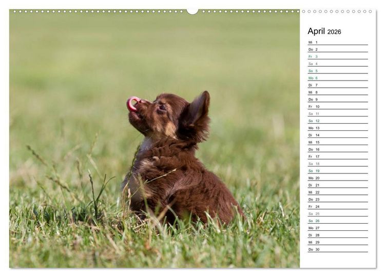 Produktbild: Chihuahuas - kleine Herzensbrecher (hochwertiger Premium Wandkalender 2026 DIN A2 quer), Kunstdruck in Hochglanz