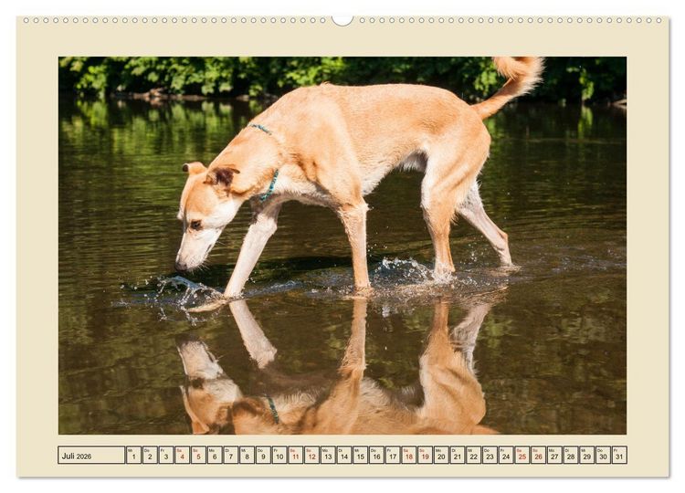 Produktbild: Mit dem Windhund unterwegs im zauberhaften Bergischen Land (Wandkalender 2026 DIN A2 quer), CALVENDO Monatskalender