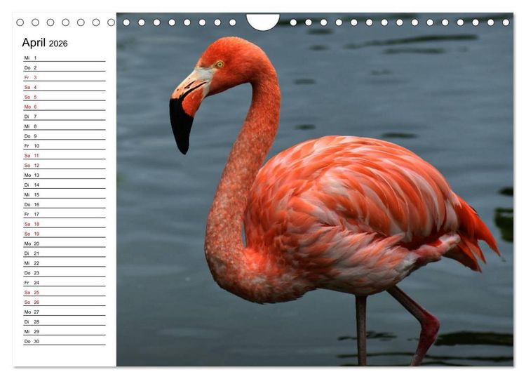 Produktbild: Elegante Flamingo (Wandkalender 2026 DIN A4 quer), CALVENDO Monatskalender