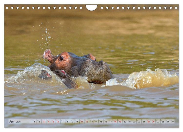 Produktbild: Faszination Afrika: Flusspferde (Wandkalender 2026 DIN A4 quer), CALVENDO Monatskalender