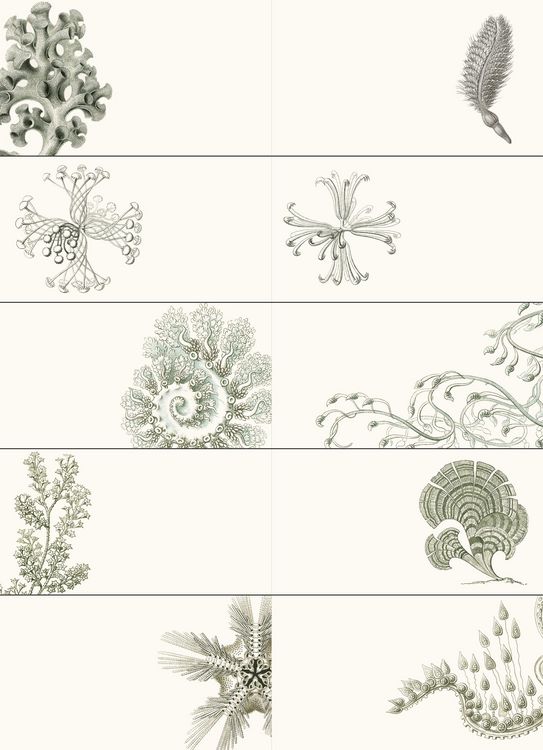 Produktbild: Art Forms in Nature