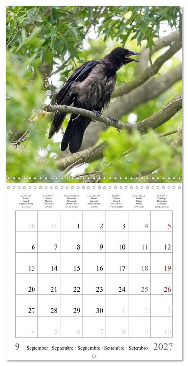 Produktbild: Crow Babies - Black, cute & always hungry (Wall Calendar 2027 12 &times; 12 Inch) CALVENDO 12 Month Wall Calendar