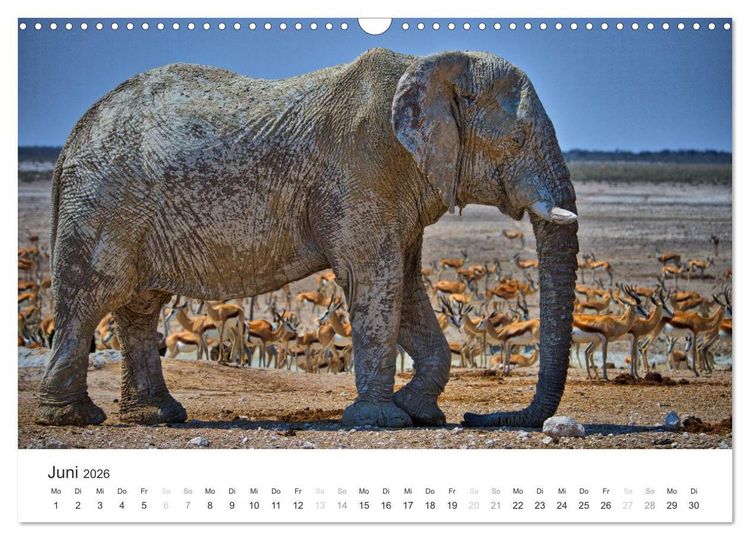 Produktbild: Elefanten - Sanfte Riesen in Afrika (Wandkalender 2026 DIN A3 quer), CALVENDO Monatskalender