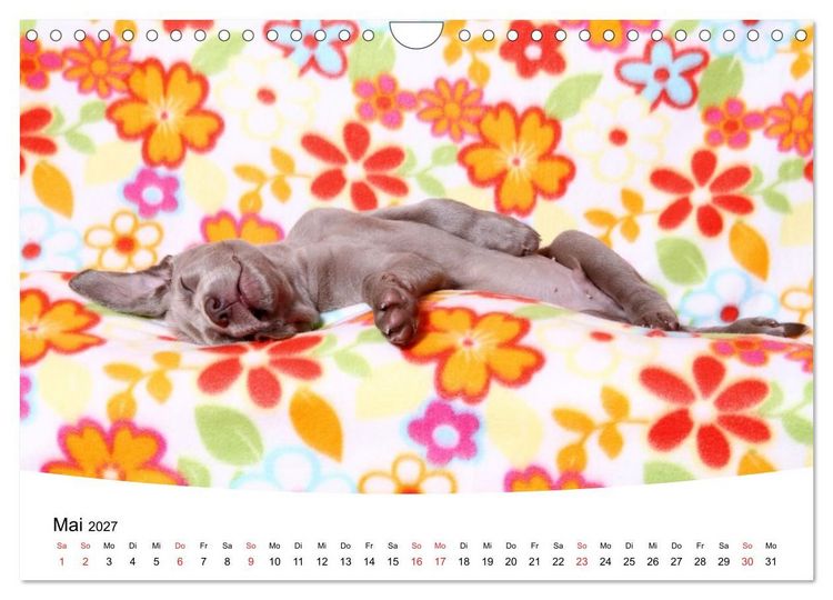 Produktbild: S&uuml;&szlig;e Tr&auml;ume 2027 - schlafende Hundewelpen (Wandkalender 2027 DIN A4 quer), CALVENDO Monatskalender