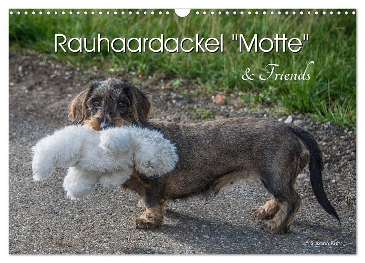 Produktbild: Rauhaardackel Motte & Friends (Wandkalender 2026 DIN A3 quer), CALVENDO Monatskalender