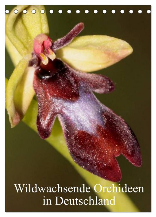 Produktbild: Wildwachsende Orchideen in Deutschland (Tischkalender 2026 DIN A5 hoch), CALVENDO Monatskalender
