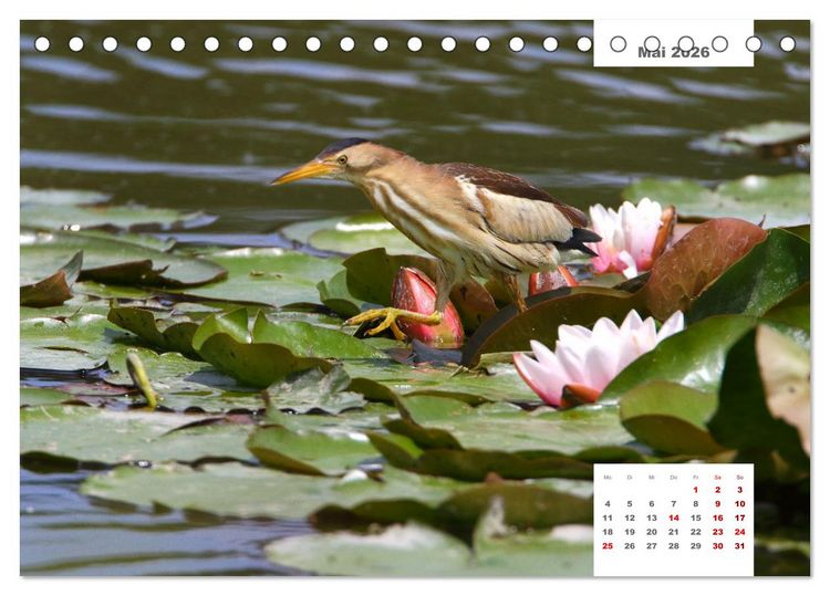 Produktbild: Zwei Tierfotografen Zw&ouml;lf Highlights (Tischkalender 2026 DIN A5 quer), CALVENDO Monatskalender