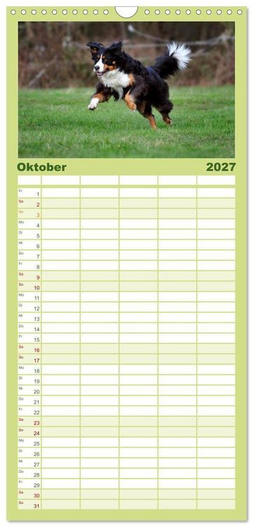 Produktbild: Familienplaner 2027 - Berner Sennenhunde mit 5 Spalten (Wandkalender, 21 x 45 cm) CALVENDO