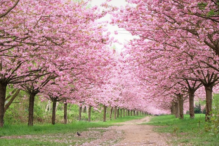 Produktbild: Nippon meets Germany &ndash; Japan in Deutschland entdecken
