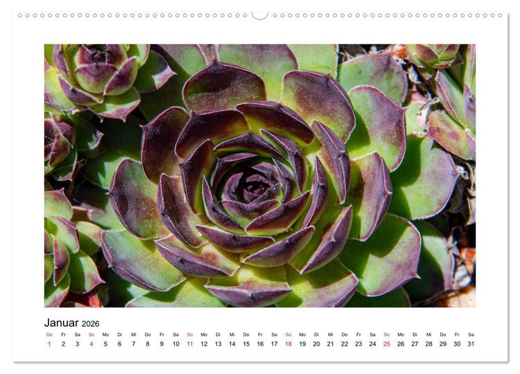 Produktbild: Kakteen und Sukkulenten (Wandkalender 2026 DIN A2 quer), CALVENDO Monatskalender