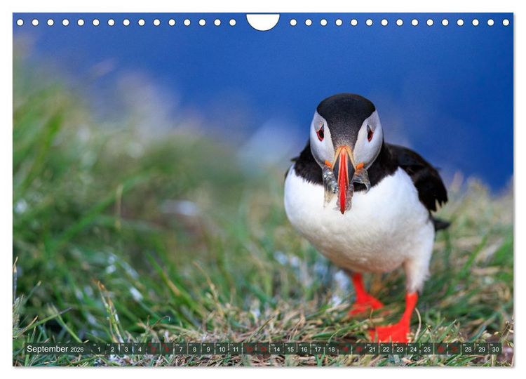 Produktbild: Puffins - Papageientaucher auf Island (Wandkalender 2026 DIN A4 quer), CALVENDO Monatskalender