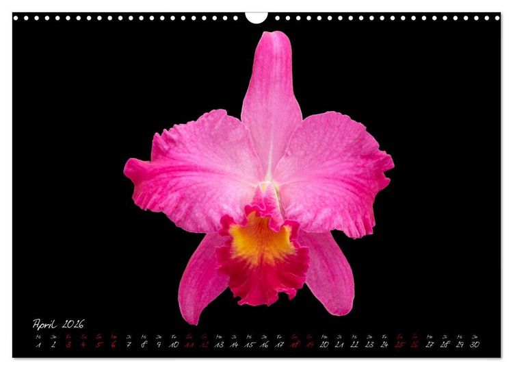Produktbild: Leuchtende Cattleyen (Wandkalender 2026 DIN A3 quer), CALVENDO Monatskalender
