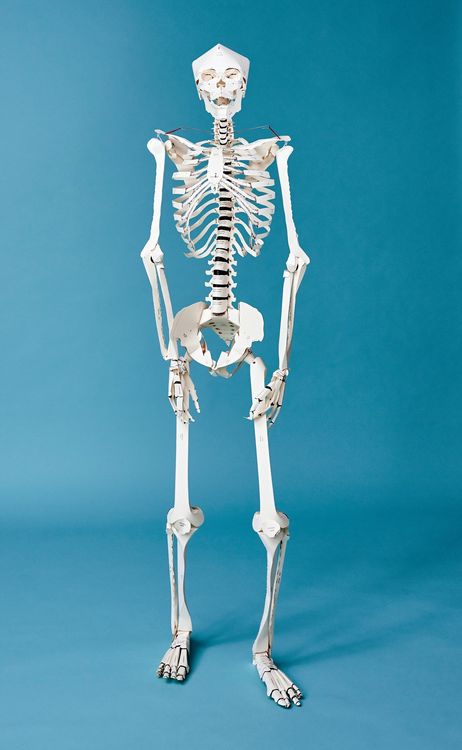 Produktbild: Build Your Own Human Skeleton &ndash; Life Size!