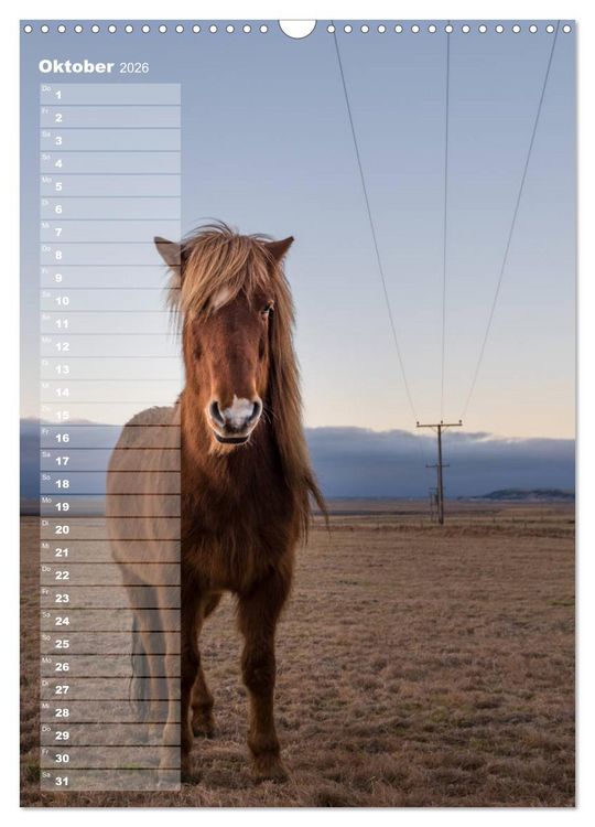Produktbild: Mein ISLANDPFERDE Planer - Geburtstage, Hof-Feste, Turniere (Wandkalender 2026 DIN A3 hoch), CALVENDO Monatskalender
