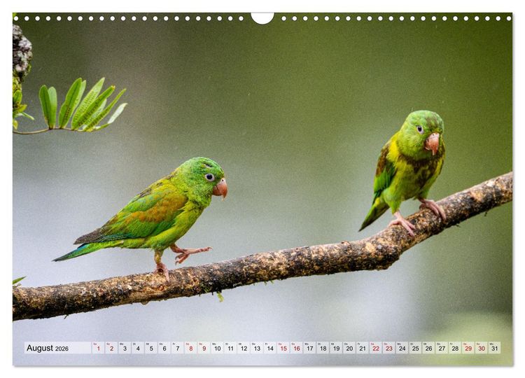 Produktbild: Phantastische Vogelwelt Costa Rica (Wandkalender 2026 DIN A3 quer), CALVENDO Monatskalender