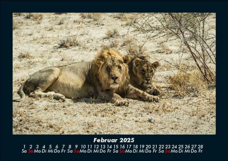 Produktbild: Tiere in der Wildnis 2025 Fotokalender DIN A5