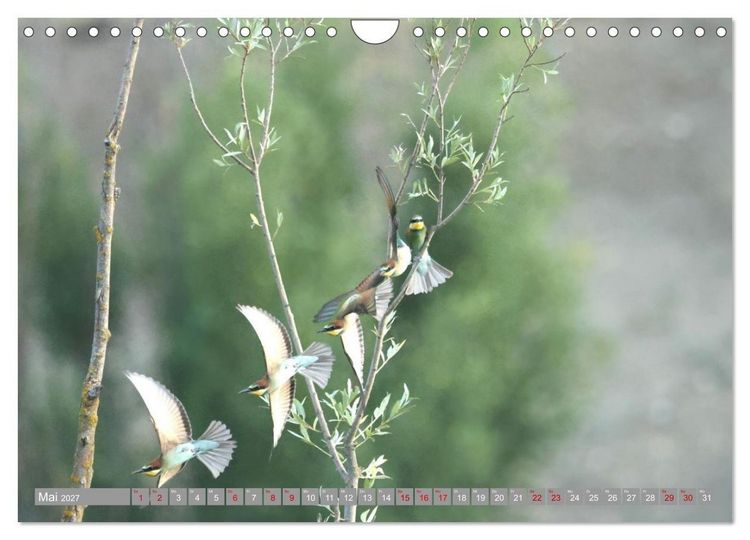 Produktbild: V&ouml;gel im Fluge - Ocells en vol (Wandkalender 2027 DIN A4 quer), CALVENDO Monatskalender