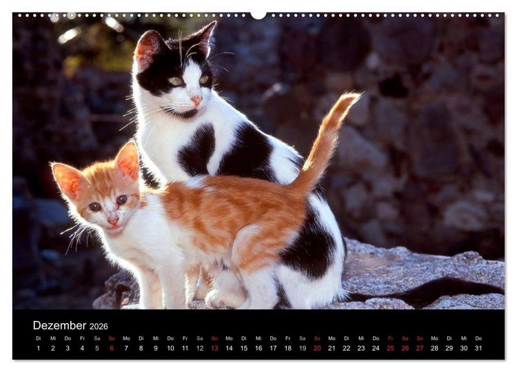 Produktbild: Katzen (hochwertiger Premium Wandkalender 2026 DIN A2 quer), Kunstdruck in Hochglanz