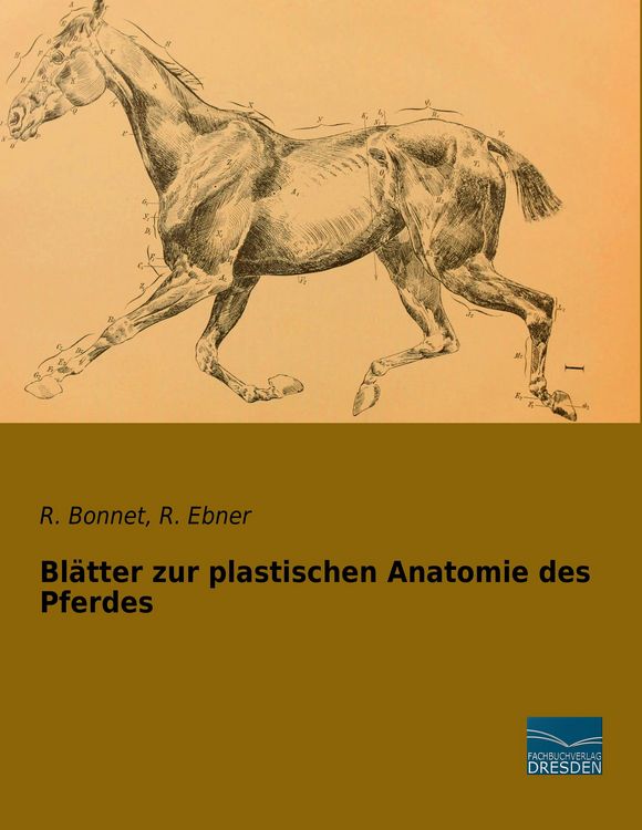 Produktbild: Bl&auml;tter zur plastischen Anatomie des Pferdes
