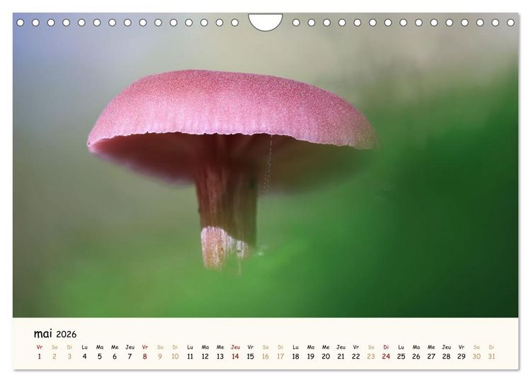 Produktbild: Champignons magiques (Calendrier mural 2026 DIN A4 vertical), CALVENDO calendrier mensuel