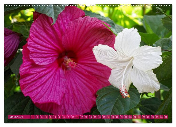 Produktbild: Flower Power - Zauberhafte K&uuml;belpflanzen (hochwertiger Premium Wandkalender 2026 DIN A2 quer), Kunstdruck in Hochglanz