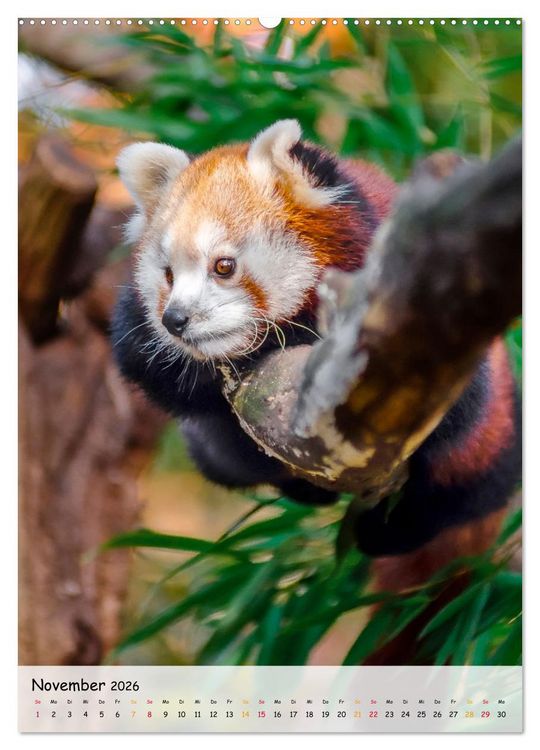 Produktbild: Roter Panda (Wandkalender 2026 DIN A2 hoch), CALVENDO Monatskalender
