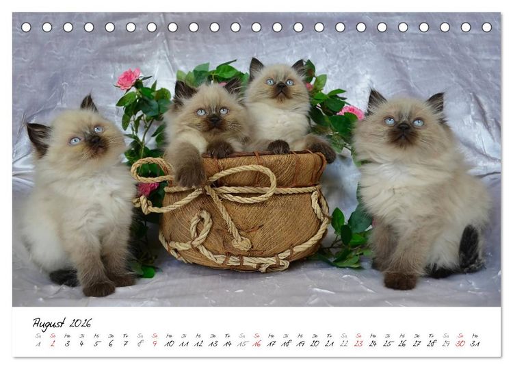 Produktbild: Katzenparade (Tischkalender 2026 DIN A5 quer), CALVENDO Monatskalender