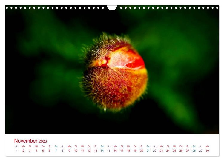 Produktbild: Mohnblumen (Wandkalender 2026 DIN A3 quer), CALVENDO Monatskalender