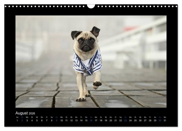 Produktbild: Der Feldfurchen-Mops (Wandkalender 2026 DIN A3 quer), CALVENDO Monatskalender