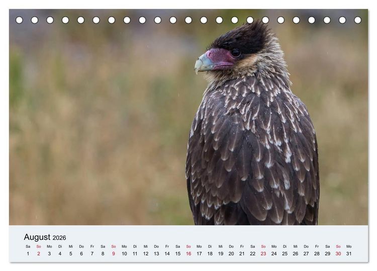 Produktbild: Feuerland - Am Puls der Wildnis (Tischkalender 2026 DIN A5 quer), CALVENDO Monatskalender