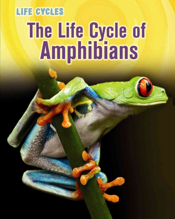 Produktbild: Life Cycle Of Amphibians