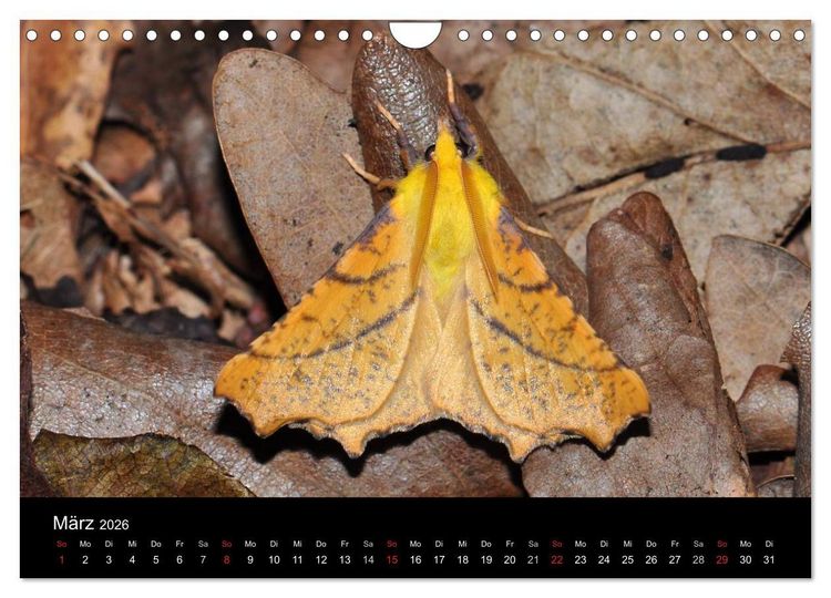 Produktbild: Nachtfalter - Unbekannte Sch&ouml;nheiten (Wandkalender 2026 DIN A4 quer), CALVENDO Monatskalender