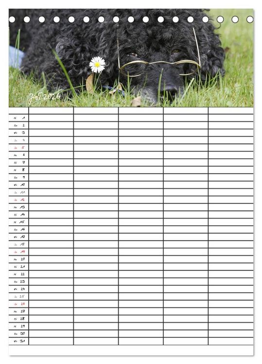 Produktbild: Der Pudel-Familienplaner (Tischkalender 2026 DIN A5 hoch), CALVENDO Monatskalender