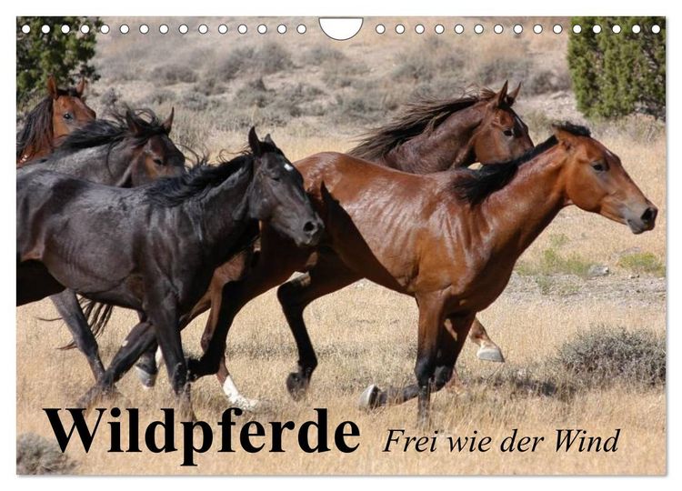Produktbild: Wildpferde. Frei wie der Wind (Wandkalender 2026 DIN A4 quer), CALVENDO Monatskalender