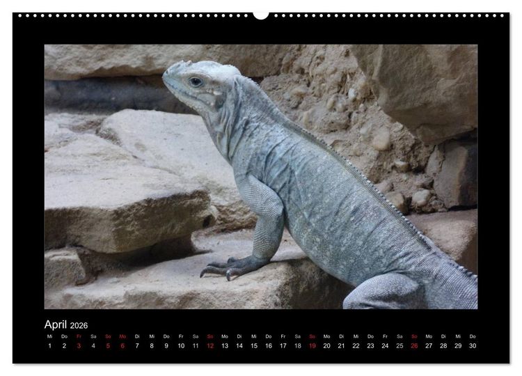 Produktbild: Faszinierende Reptilien (hochwertiger Premium Wandkalender 2026 DIN A2 quer), Kunstdruck in Hochglanz