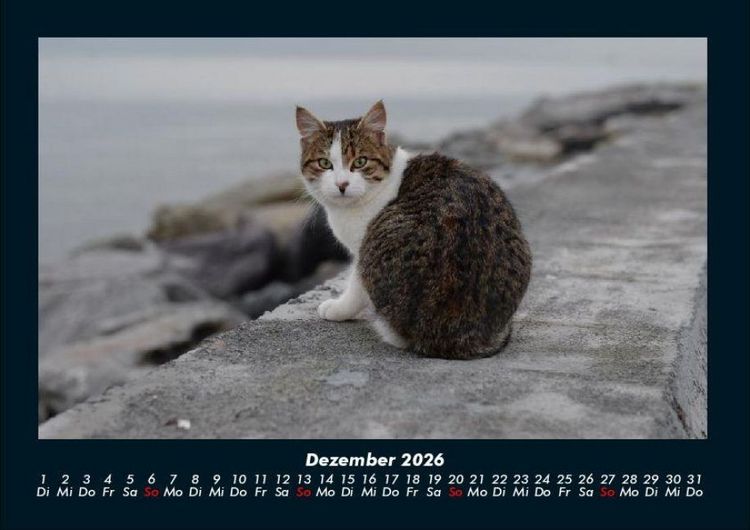Produktbild: Tiere auf dem Bauernhof 2026 Fotokalender DIN A4