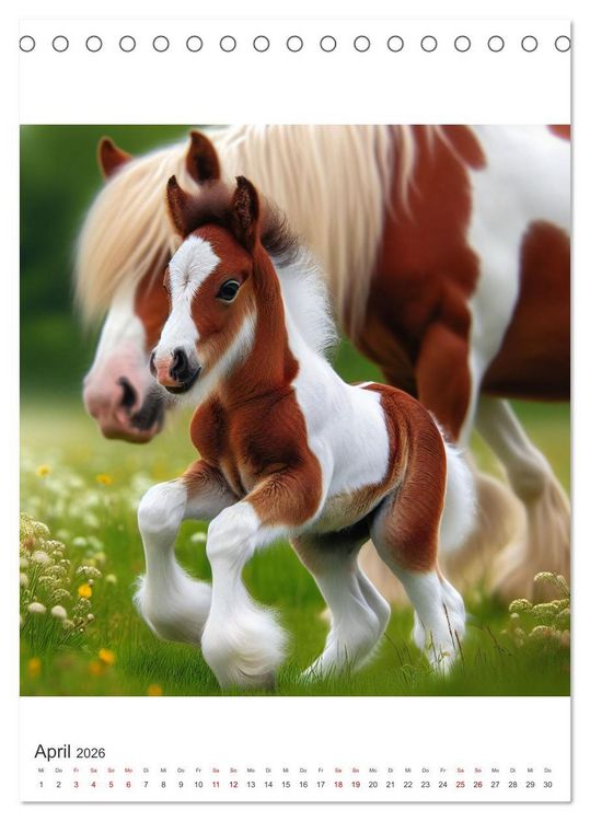 Produktbild: Gypsy Vanner Tinker - die majest&auml;tische Sch&ouml;nheit der Tinker-Pferde (Tischkalender 2026 DIN A5 hoch), CALVENDO Monatskalender