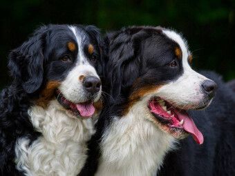 Produktbild: CALVENDO Puzzle Ein Motiv aus dem Kalender Treuer Freund Berner Sennenhund | 1000 Teile Lege-Gr&ouml;&szlig;e 64x48cm Foto-Puzzle f&uuml;r gl&uuml;ckliche Stunden