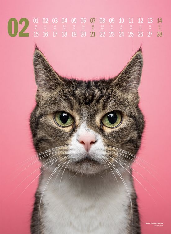 Produktbild: Catography Katzen-Kalender 2027