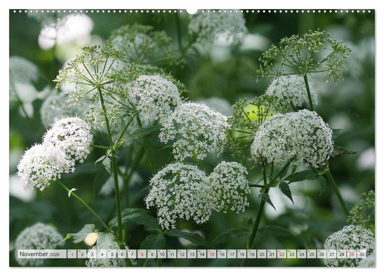 Produktbild: Bl&uuml;tentanz in Wei&szlig; (hochwertiger Premium Wandkalender 2026 DIN A2 quer), Kunstdruck in Hochglanz