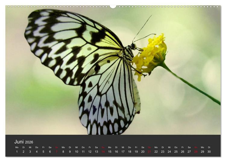 Produktbild: Schmetterlinge (hochwertiger Premium Wandkalender 2026 DIN A2 quer), Kunstdruck in Hochglanz
